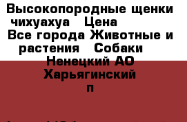 Высокопородные щенки чихуахуа › Цена ­ 25 000 - Все города Животные и растения » Собаки   . Ненецкий АО,Харьягинский п.